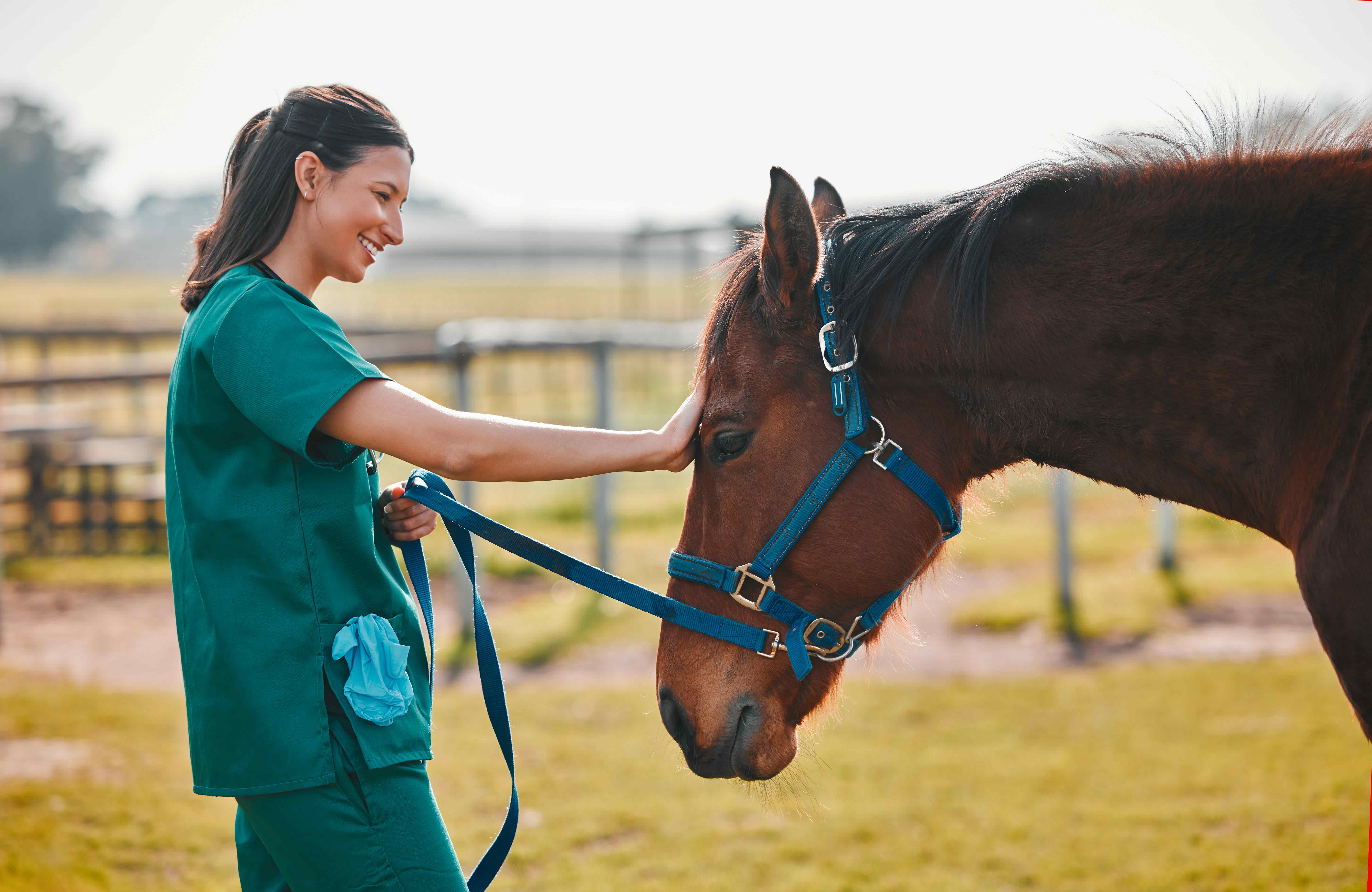 V.E.T. Student Equine Externship Grant Program V.E.T. Student Equine Externship Grant Program